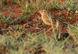 Somali Short-toed Lark