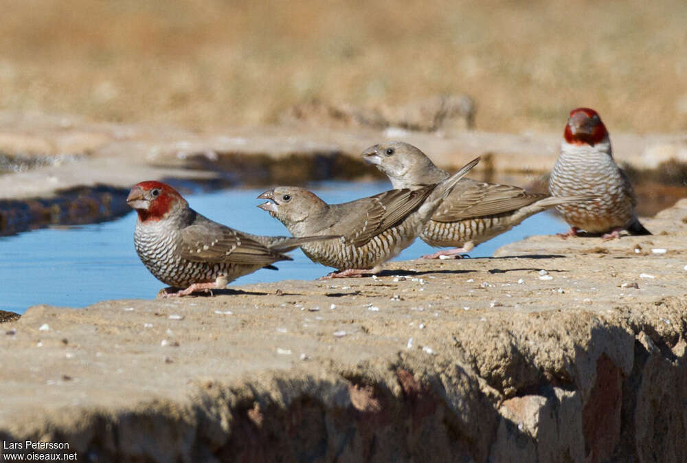 Red-headed Finch, drinks, Behaviour