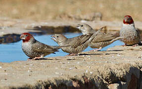 Red-headed Finch