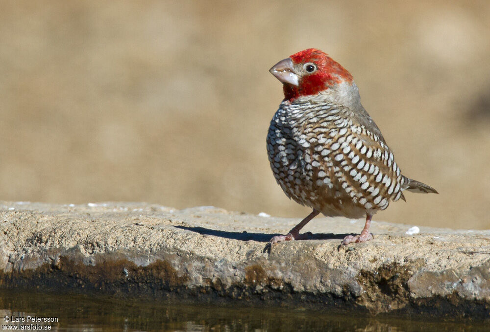 Red-headed Finch