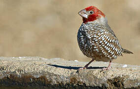 Red-headed Finch