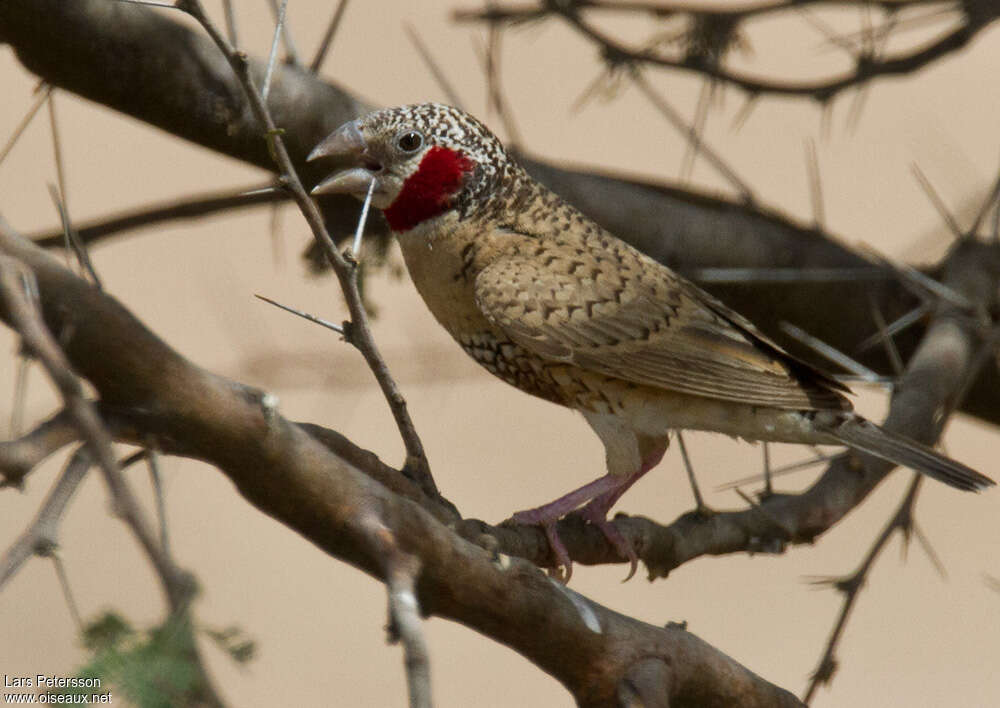 Cut-throat Finch male adult breeding, identification