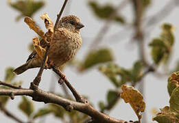 Cut-throat Finch