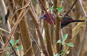 Black-bellied Firefinch