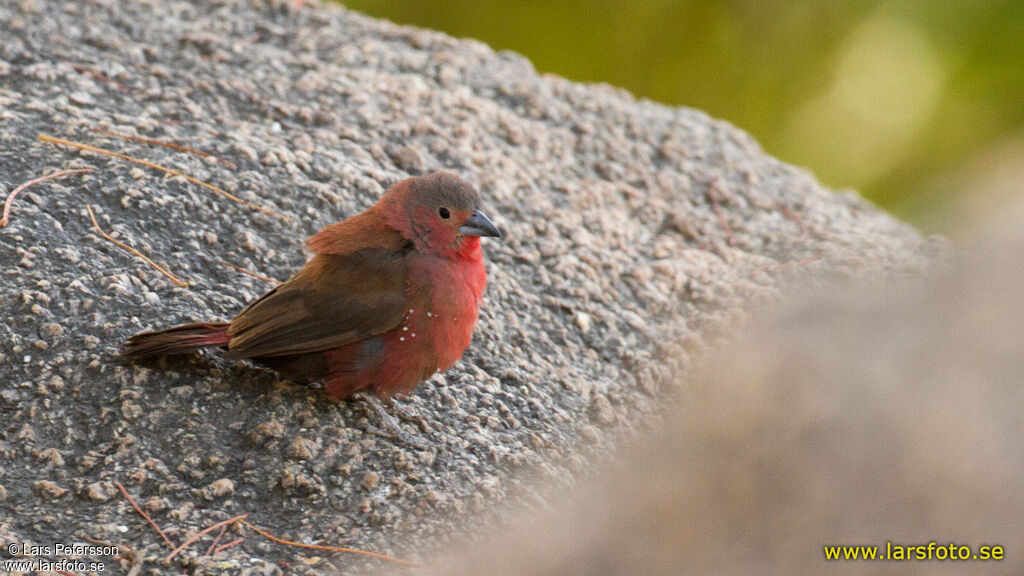 Rock Firefinch