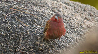 Rock Firefinch