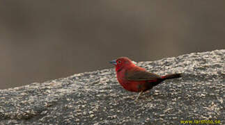 Rock Firefinch