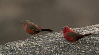 Rock Firefinch