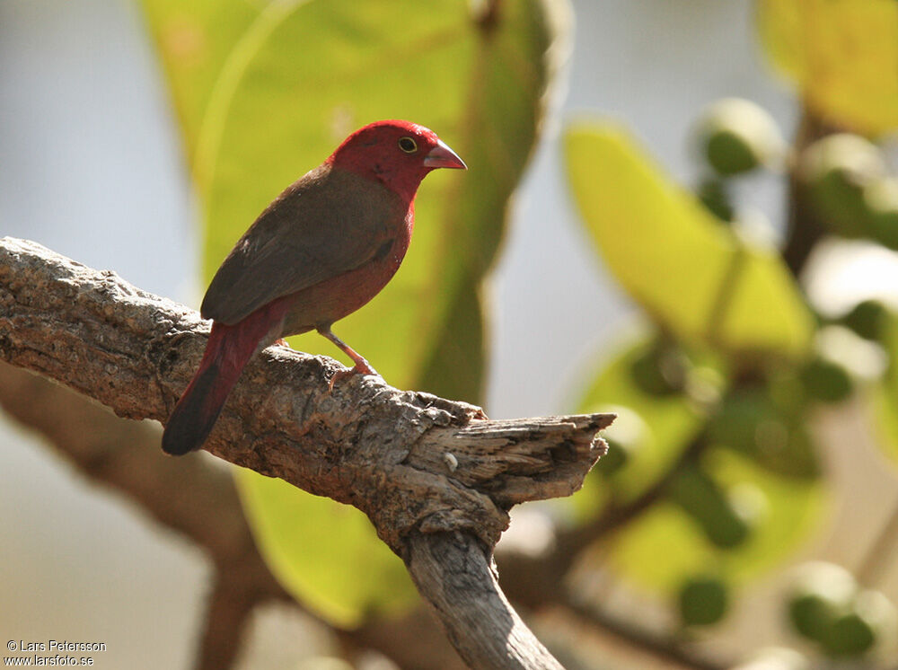 Red-billed Firefinch