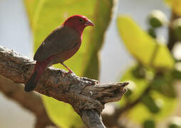 Red-billed Firefinch