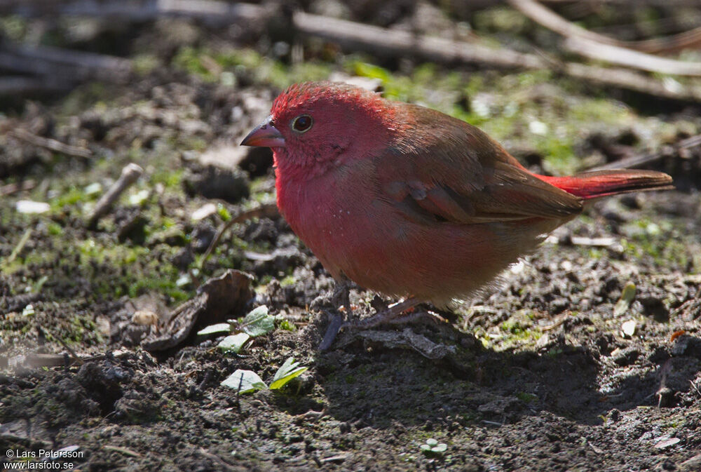 Red-billed Firefinch