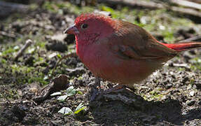 Red-billed Firefinch