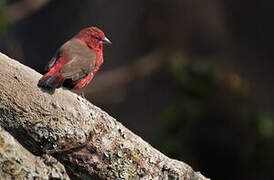 African Firefinch