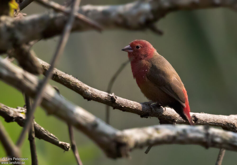 African Firefinch