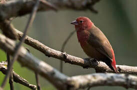 African Firefinch