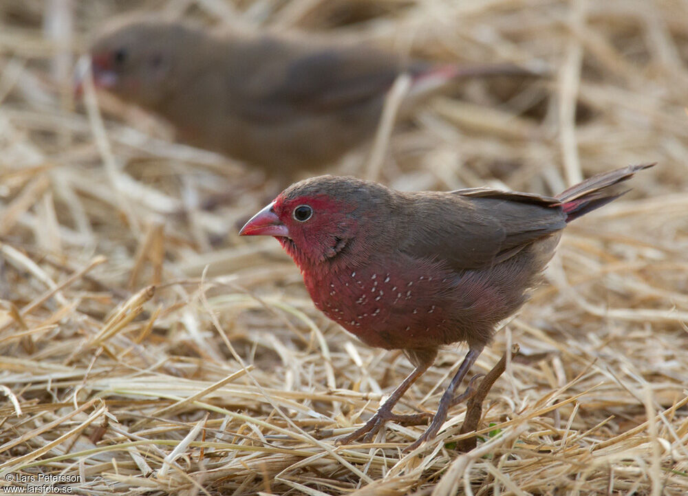 Bar-breasted Firefinch