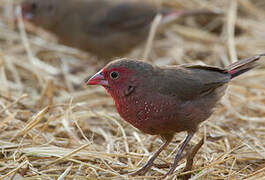 Bar-breasted Firefinch