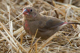 Bar-breasted Firefinch