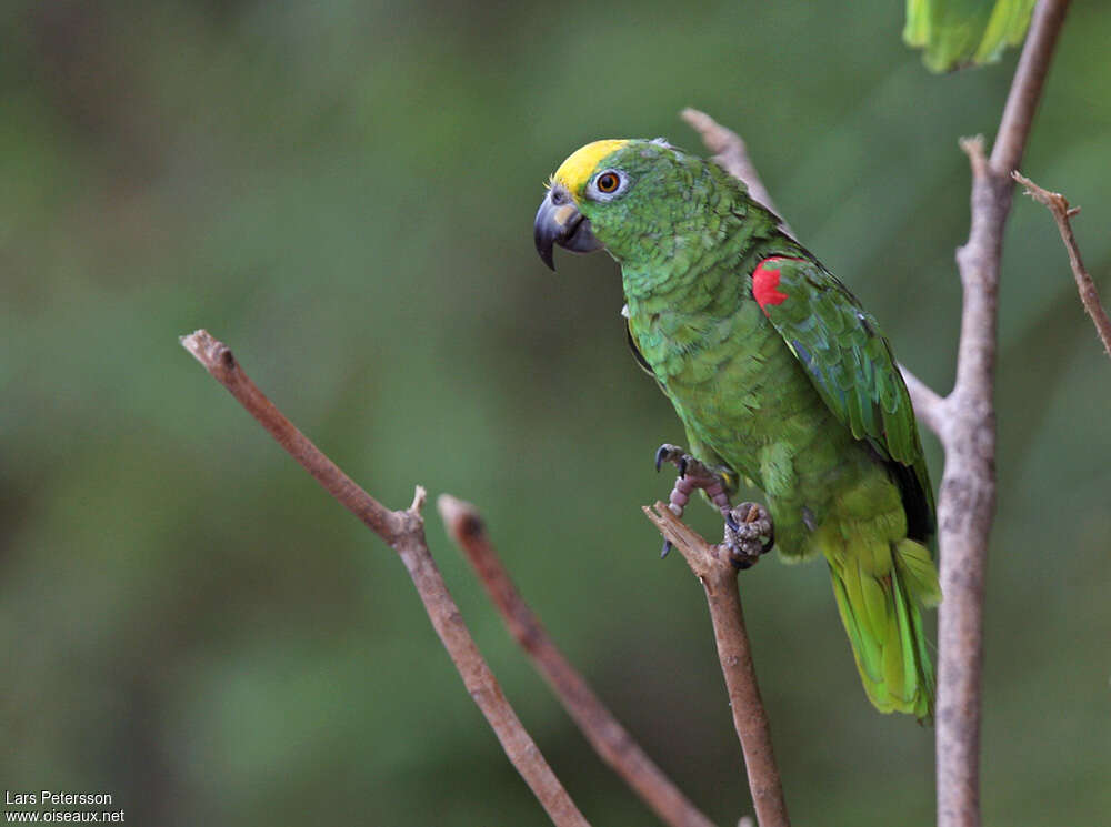 Amazone à front jauneadulte, identification