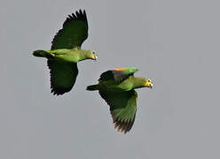 Orange-winged Amazon