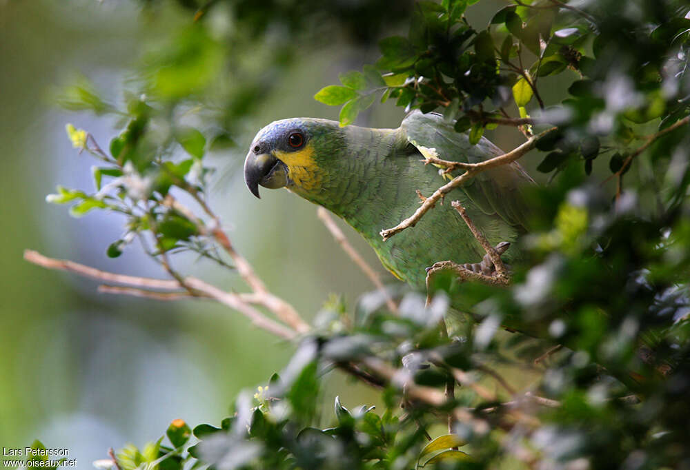 Amazone aourouadulte, habitat, pigmentation