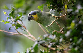 Orange-winged Amazon