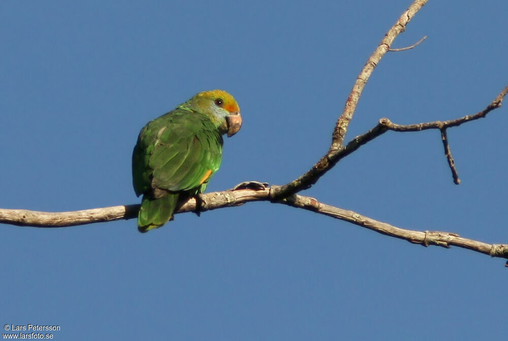 Blue-cheeked Amazon