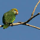 Amazone de Dufresne