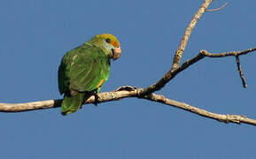 Blue-cheeked Amazon