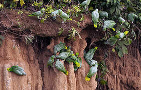 Southern Mealy Amazon