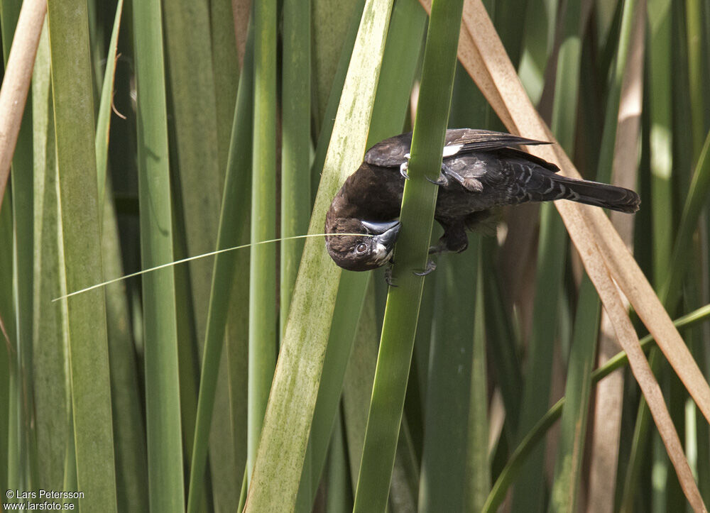 Thick-billed Weaver