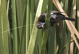 Thick-billed Weaver