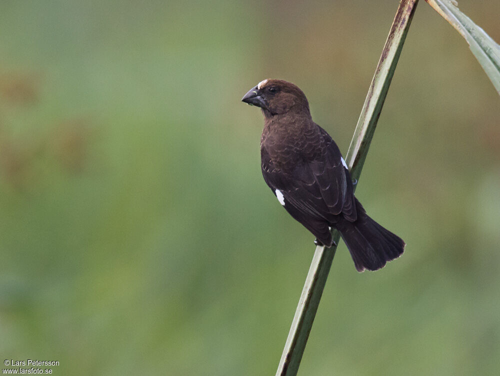 Thick-billed Weaver