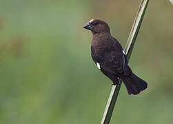 Thick-billed Weaver