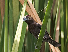 Thick-billed Weaver