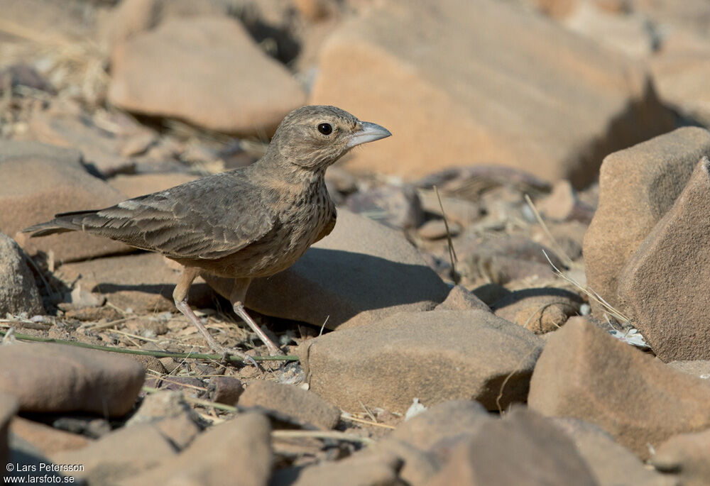 Rufous-tailed Lark