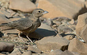 Rufous-tailed Lark