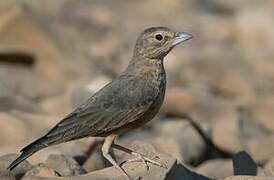 Rufous-tailed Lark