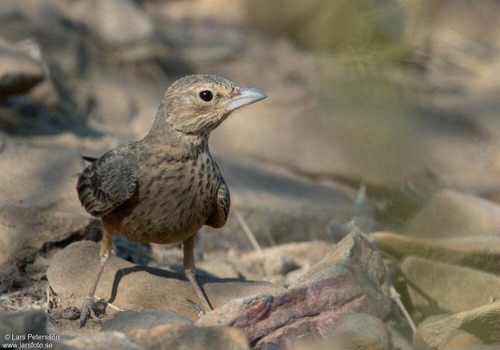 Rufous-tailed Lark