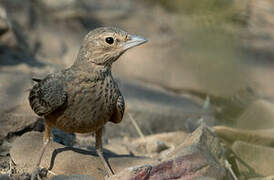 Rufous-tailed Lark