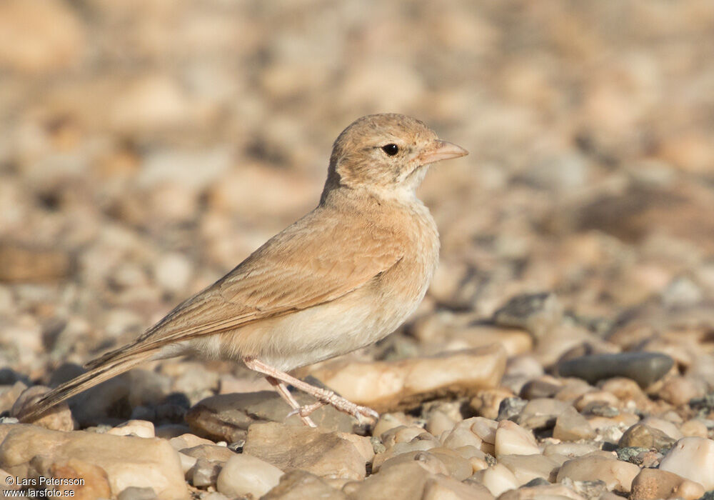 Bar-tailed Lark