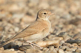 Bar-tailed Lark