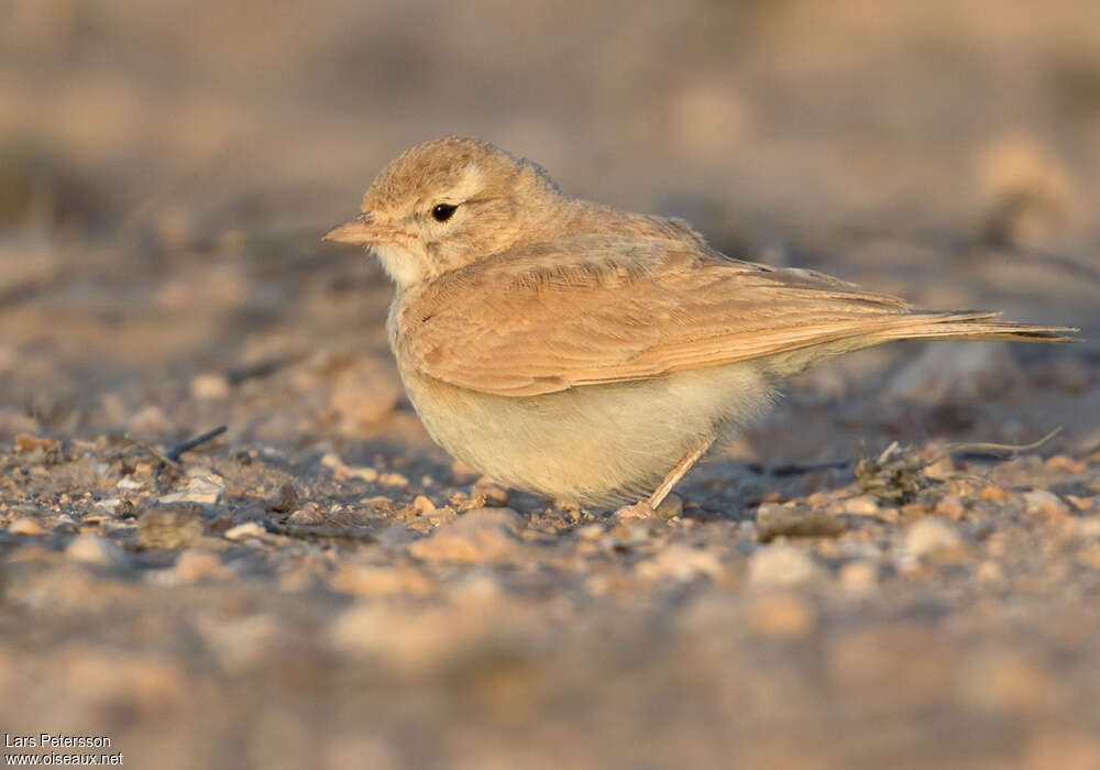 Bar-tailed Lark, pigmentation, Behaviour