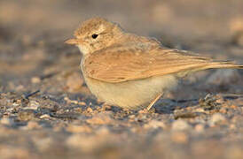 Bar-tailed Lark