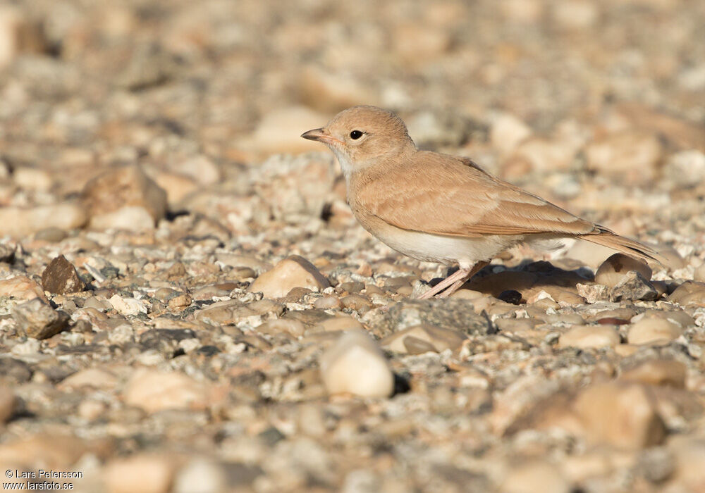 Bar-tailed Lark