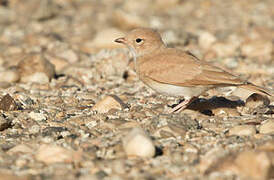 Bar-tailed Lark