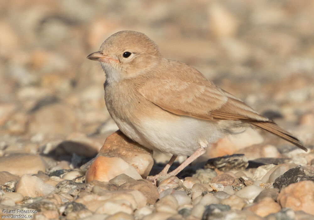 Bar-tailed Lark