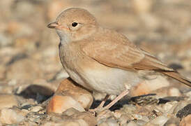 Bar-tailed Lark