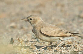 Bar-tailed Lark