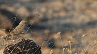 Desert Lark